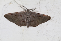 Hypochrosis baenzigeri