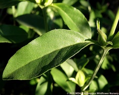 Barleria lancifolia