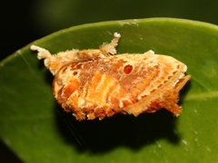 Demonarosa rufotessellata