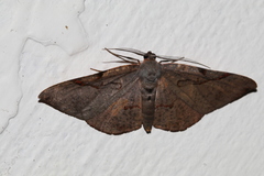 Hypochrosis baenzigeri