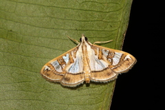 Glyphodes pyloalis