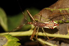 Epidaus sexspinus