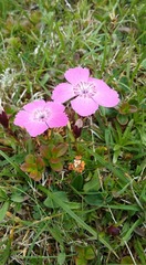 Dianthus alpinus