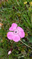 Dianthus alpinus