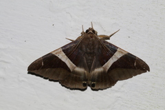 Bastilla praetermissa