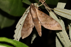 Acosmerycoides harterti
