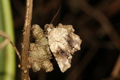 Blenina senex