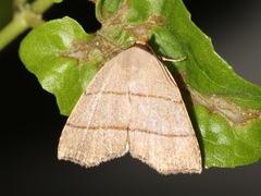 Plecoptera siderogramma