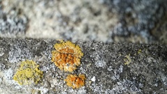 Variospora aurantia