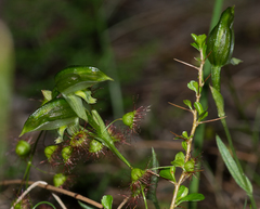 Pterostylis viriosa