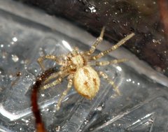 Philodromus