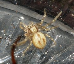 Philodromus
