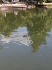 Gallinula chloropus