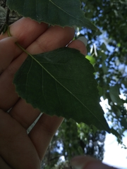 Betula pendula