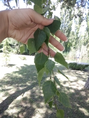 Betula pendula
