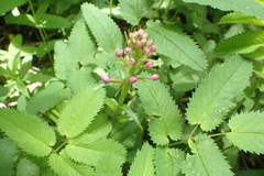 Platanthera grandiflora
