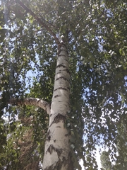 Betula pendula