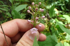 Platanthera grandiflora