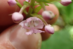 Platanthera grandiflora