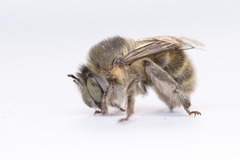 Anthophora quadrimaculata
