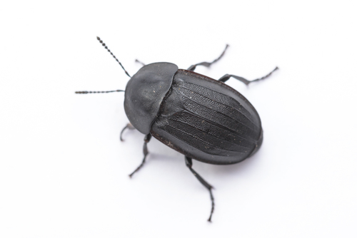 Sad Carrion Beetle, photo 4 of 8