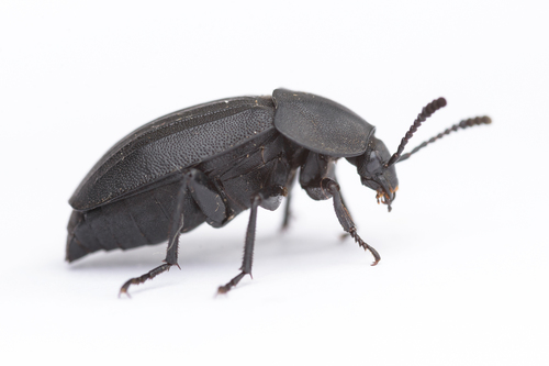 Sad Carrion Beetle, photo 3 of 8