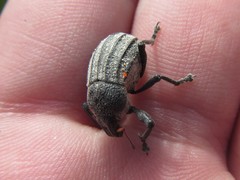 Psapharus ruficornis