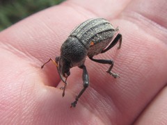 Psapharus ruficornis