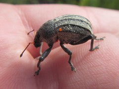 Psapharus ruficornis