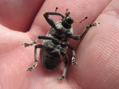 Psapharus ruficornis