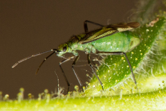 Macrotylus intermedius