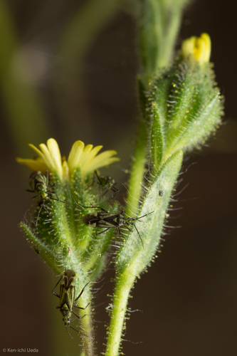 iNaturalist observation photo of grassy tarweed