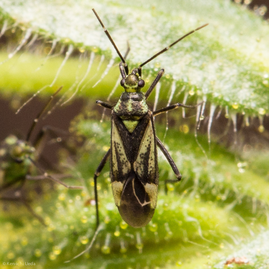 Macrotylus intermedius