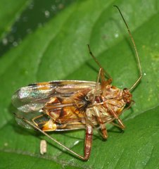 Rhabdomiris striatellus