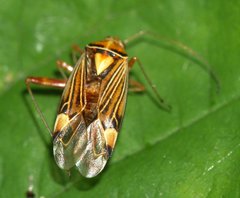 Rhabdomiris striatellus