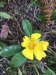 Hibbertia scandens