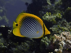 Chaetodon ocellicaudus
