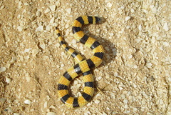 Simoselaps littoralis