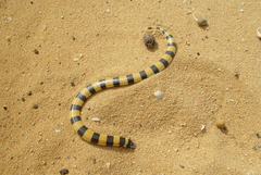 Simoselaps littoralis