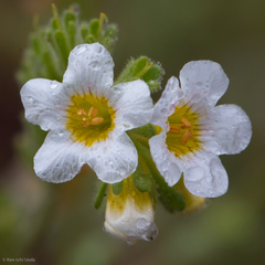 Phacelia brachyloba
