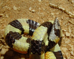 Simoselaps littoralis