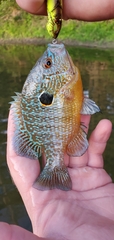 Lepomis megalotis × peltastes