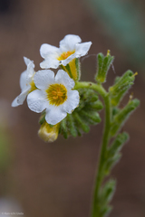 Phacelia brachyloba