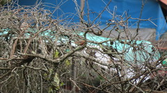 Haemorhous mexicanus