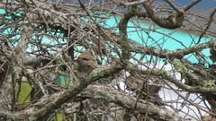 Haemorhous mexicanus