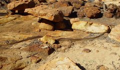 Liasis olivaceus barroni