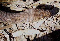 Liasis olivaceus barroni