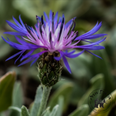 Centaurea axillaris