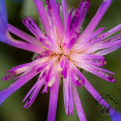 Centaurea axillaris