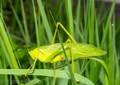 Holochlora nigrotympana
